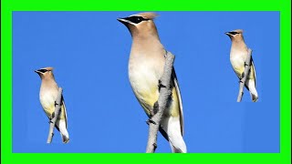 Cedar Waxwing Bird Song Call Chirp Sound Voice  Ampelis Americano Canto  Bombycilla Cedrorum [upl. by Arvind]