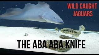 The Aba Aba Knifefish  Live Feeder Wild caught jaguar cichlids [upl. by Oluap734]