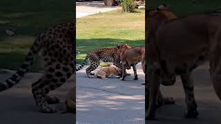 Leopard Enters City Looking for Prey and Meets Two Dogs anime wildlife leopard dog [upl. by Larochelle699]