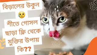 শীতে গোসল ছাড়া কিভাবে বিড়ালের উকুন দূর করবেনcatfleaproblem catfleasolution [upl. by Aicilas562]