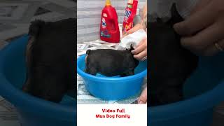 French Bulldog Mun is so happy to be bathed by Diem part 2 [upl. by Ettenal]