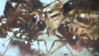 Myrmica rubra feeding 2 [upl. by Tempest844]