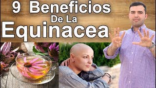 9 Beneficios de la Equinacea  Desde el Resfrío al Cáncer [upl. by Norga755]