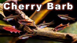 Cherry Barb care and Breeding Bring a Little Red to Your Community Tank [upl. by Yeleak]