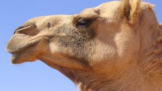 The Biggest Camel Of The Planet [upl. by Papst]