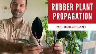 How to propagate a rubber plant Ficus Elastica propagation [upl. by Agnola]