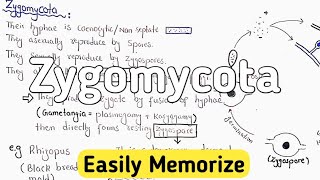 Zygomycota  Characteristics [upl. by Noiramed]