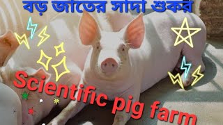 Incredible Pig Breeding Techniques Revealed😜😜 [upl. by Hennie]