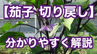 【ナス 切り戻し】茄子の切り戻しを分かりやすく解説 [upl. by Baptista]