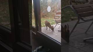 Muntjac Deer on our Patio [upl. by Fedirko]