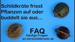 Wasserschildkröte frisst Pflanzen auf oder buddelt sie aus Was tun FAQ Wasserschildkröten [upl. by Rosemonde957]