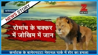 Watch Lion attacks tourist safari car in Bannerghatta National Park [upl. by Bamberger710]