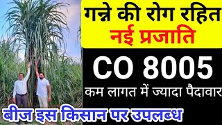 गन्ना वैरायटी CO 8005 कहाँ मिलेगी  Sugarcane Variety CO 8005  Ganne ki Variety [upl. by Dhiren]