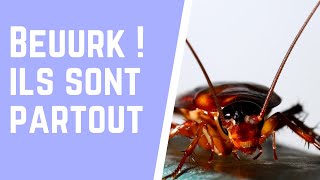 Comment se débarrasser des cafards à la maison [upl. by Dnalram845]