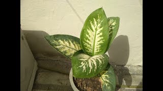 Dieffenbachia Plant Hindi  How To Grow amp Care Dumb Cane Plant  Dieffenbachia Plant Care [upl. by Knowland]