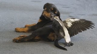 Rescued magpie plays with dog [upl. by Ikoek]