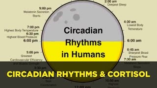 Circadian Rhythm and Your Brains Clock [upl. by Demmahum]