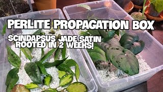 Best Plant Rooting Method Perlite  Plant Updates Maintenance And Potting [upl. by Elimay233]