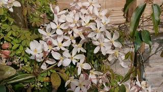 Clematis armandii Apple Blossom an evergreen climbing fragrant Clematis with almondscented blooms [upl. by Ahsimek]