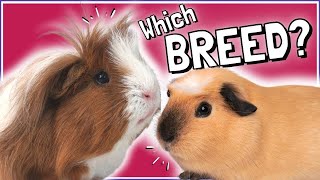 Choosing the Right Guinea Pig Breed Pros and Cons [upl. by Akemeuwkuhc885]