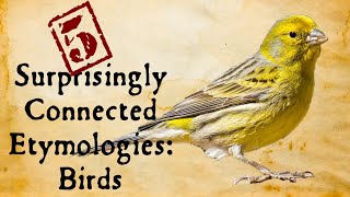 Birds Surprisingly Connected Etymologies [upl. by Nnyw]