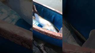 big barramundi fish fishing fish fishermen barramundi viral [upl. by Delisle]