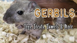 Keep Gerbils From Getting Bored  Environmental Enrichment [upl. by Zednanref469]