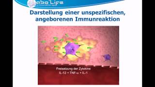 ImmunitätTeil 1 Die angeborene Immunreaktion [upl. by Ivah280]