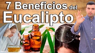 PARA QUE SIRVE EL EUCALIPTO  7 Beneficios y Propiedades Curativas del Eucalipto Para La Salud [upl. by Hieronymus]