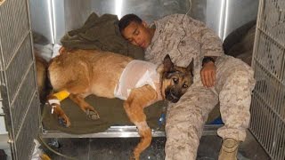 Hero Marine dog receives highest honor [upl. by Nelhsa]