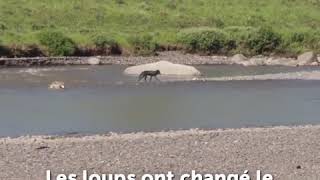 Les conséquences de la réintroduction des loups dans le parc de Yellowstone USA [upl. by Noonan]