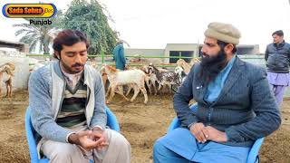 Goat Farming Profitable Business Idea In Pakistan 2020 [upl. by Thorley]