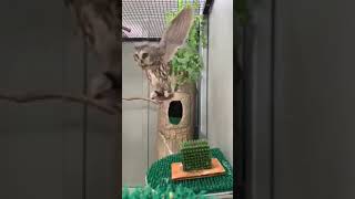 Spruce the northern sawwhet owl in slow motion flight [upl. by Alyakim]