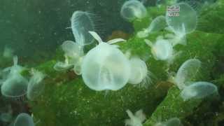 Giant Hooded Nudibranchs  Melibe leonina  British Columbia Canada [upl. by Cicily]