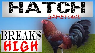 HATCH GAMEFOWLPenny HatchBates HatchGilmore Hatch amp Blueface Hatch [upl. by Odradlig]