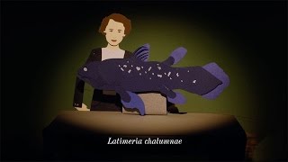 Animated Life The Living Fossil Fish  HHMI BioInteractive Video [upl. by Asilam]