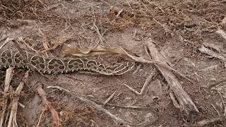 Yarará grande Bothrops alternatus [upl. by Aleiram296]