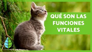 Cuáles son las FUNCIONES VITALES de los SERES VIVOS 🐻🌸 3 Funciones y Ejemplos [upl. by Akemehs481]