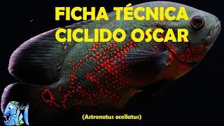 FICHA TÉCNICA PEZ OSCAR astronotus ocellatus [upl. by Yuht]