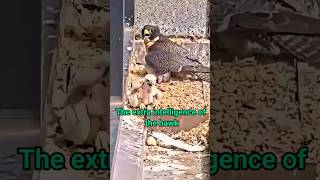 redshouldered hawk mother feeds babies hawks shortvideo [upl. by Ekusuy]