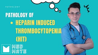 Heparininduced thrombocytopenia HIT  Pathology [upl. by Angi]