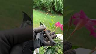 Pruning Dipladenia pruning flowers pinkflowers [upl. by Krause]