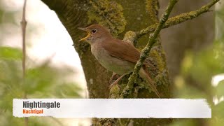 Nightingale Song  Nachtigall Gesang [upl. by Carli]