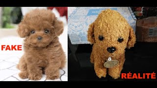 Teddy le chien robot  une grosse arnaque [upl. by Loeb]