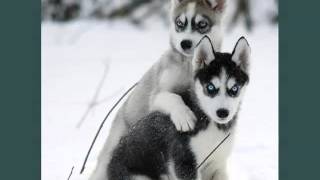 Types Of Husky Dogs  Dogs amp Dog Breed Picture Ideas Collection [upl. by Esilana]