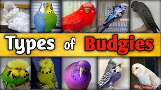 TYPES OF BUDGIES l Rare Budgies l Budgies Types l Budgies l Budgies Colors l Ahmad Farming [upl. by Ardnama509]