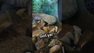 Watch this Hellbender eat hellbender battelledarbycreek salamander metroparks bigdarbycreek [upl. by Yaakov]