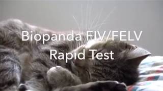 FIV FELV Rapid Test Video [upl. by Nodnorb]