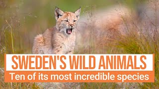 Swedens most amazing wild animals [upl. by Iruyas]