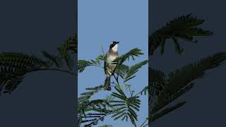 Lightvented Bulbul sings and calls [upl. by Vladi]